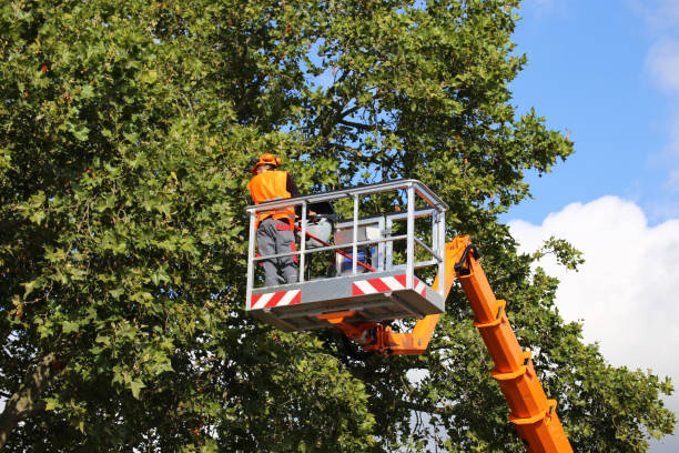 Best Emergency Tree Removal  in Van Buren, MO