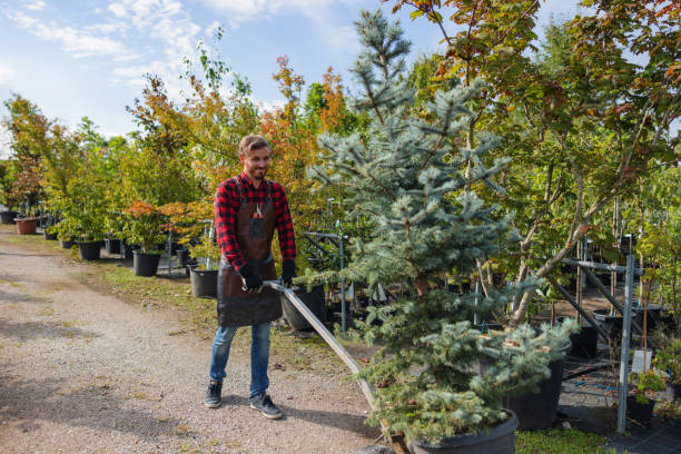 Best Tree Removal  in Van Buren, MO